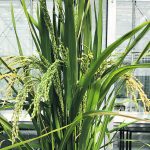 As the climate warms there, could be a shift on the Prairies toward crops that can handle the heat. | Michele Konschuh photo