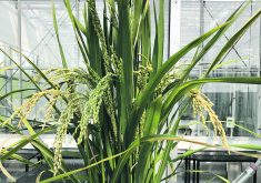 As the climate warms there, could be a shift on the Prairies toward crops that can handle the heat.  |  Michele Konschuh photo