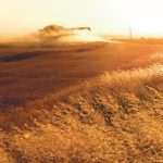 Phantom loss describes the invisible grain loss from the combine’s threshing systems, according to a recent news release from GSI. Farmers minimize the risk of phantom loss by cutting their crops early. | File photo