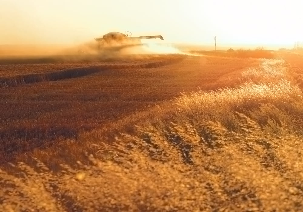 Phantom loss describes the invisible grain loss from the combine’s threshing systems, according to a recent news release from GSI. Farmers minimize the risk of phantom loss by cutting their crops early. | File photo