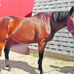 Guinness is a 22-year-old Thoroughbred owned by Alf Epp of Sunny Plain Ranch. Guinness still leads an active life playing polocrosse and as an English pleasure riding horse. | Elizabeth Ireland photo