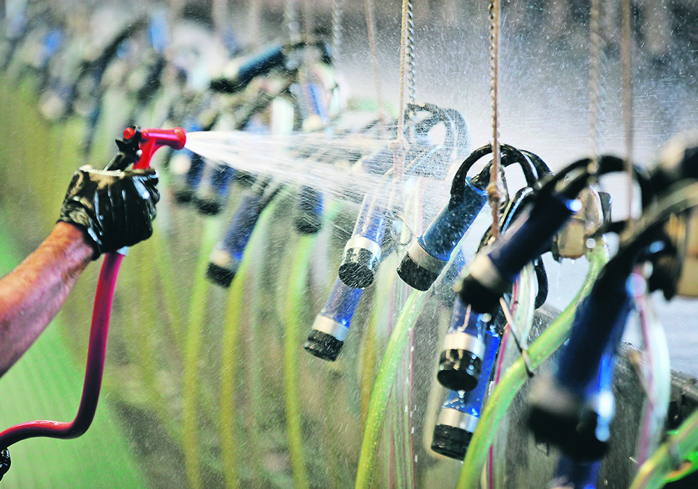 Dairy cattle drink an average of 67 percent of the total water used by a dairy operation.  |  File photo