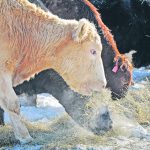 The virus is spread in the saliva, milk, or semen of infected animals but is mainly excreted in aerosol form in respiratory secretions. | File photo
