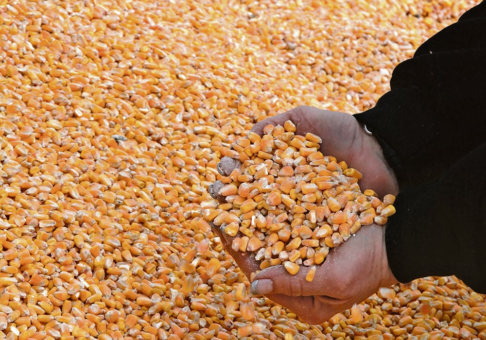 A closeup of two cupped hands lifting some corn kernels out of a large pile.