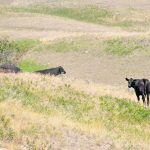 Saskatchewan has issued a record amount of payments to livestock producers struggling with feed shortages due to drought. | File photo