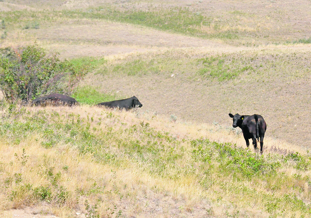 Saskatchewan has issued a record amount of payments to livestock producers struggling with feed shortages due to drought. | File photo