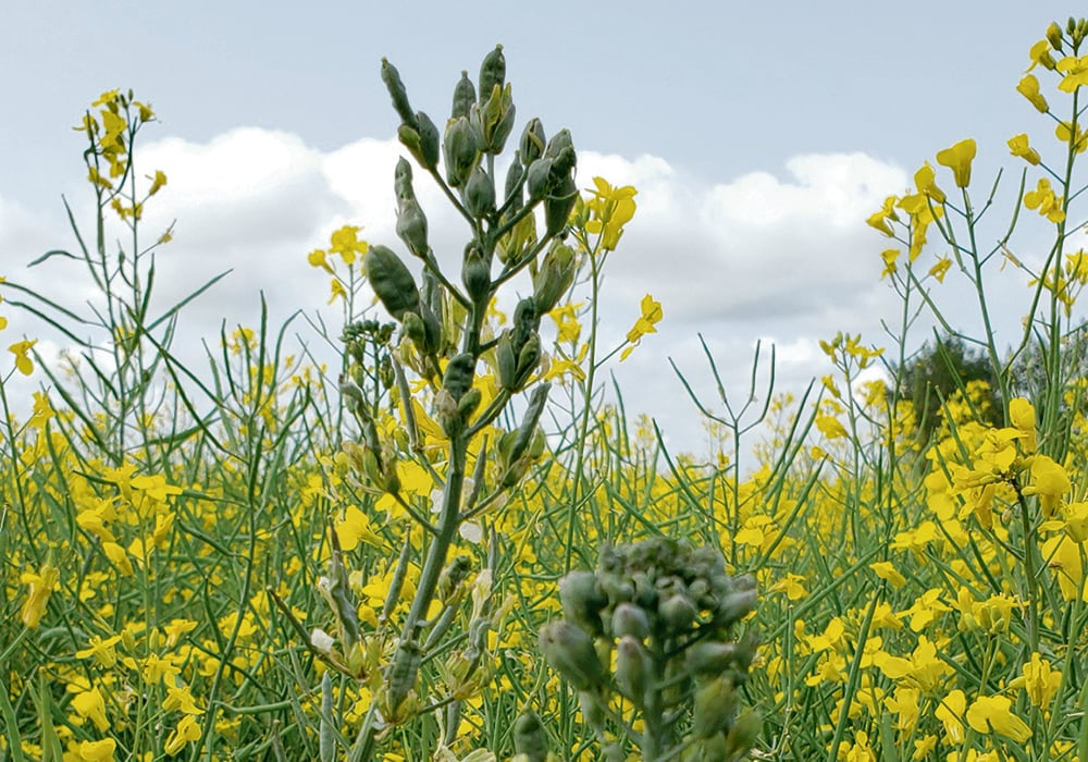About 20 percent of all Manitoba fields surveyed had plants with symptoms of aster yellows — a disease spread by aster leafhoppers. | Tyler Wist photo