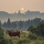 “It’s been one of those summers,” said Kevin Boon, general manager of the B.C. Cattlemen’s Association. “Between fire and drought and water shortages, it’s been crazy.” | Getty Images