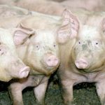 The Manitoba NDP's agriculture critic struck a constructive and partnership-focused tone during an agricultural forum and other NDP candidates have not appeared to target farmers. | File photo
