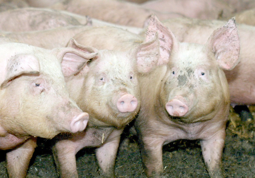 The Manitoba NDP's agriculture critic struck a constructive and partnership-focused tone during an agricultural forum and other NDP candidates have not appeared to target farmers. | File photo