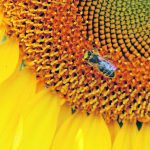 Many beekeepers in western Canada were affected by drought conditions, while those in northern regions of the Prairies experienced good yields. Weak demand for honey has some honey producers wondering when they will be able to sell their product. | File photo