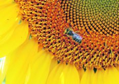 Many beekeepers in western Canada were affected by drought conditions, while those in northern regions of the Prairies experienced good yields. Weak demand for honey has some honey producers wondering when they will be able to sell their product.  |  File photo