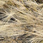 The barley crop on the Prairies is shorter than farmers would have hoped for in the spring, especially in southern Alberta and Saskatchewan where many areas were affected by drought conditions. | File photo