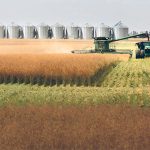 Statistics Canada’s August production forecast showed declines in durum, canola and barley compared to the July report. | File photo