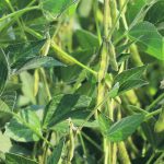Some growers in eastern North Dakota have grown soybeans- on-soybeans for more than a decade. Most farmers in Western Canada have a more sensible rotation, but rotations can tighten up here as well, especially when the price for canola is up. | FIle photo