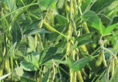 Some growers in eastern North Dakota have grown soybeans- on-soybeans for more than a decade. Most farmers in Western Canada have a more sensible rotation, but rotations can tighten up here as well, especially when the price for canola is up.  |  FIle photo