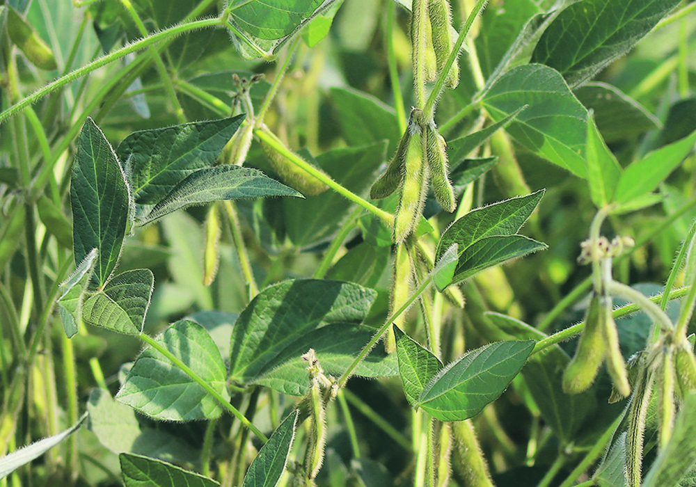 Some growers in eastern North Dakota have grown soybeans- on-soybeans for more than a decade. Most farmers in Western Canada have a more sensible rotation, but rotations can tighten up here as well, especially when the price for canola is up.  |  FIle photo