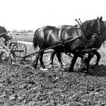 This is what "horsepower" looked like in 1931. | File photo
