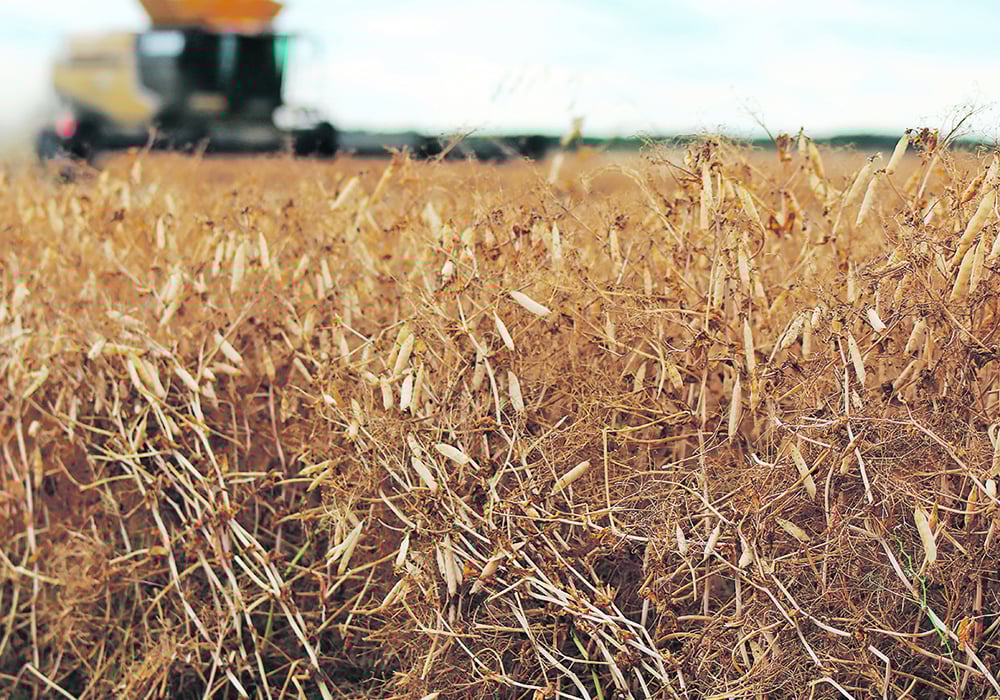 Sherrilyn Phelps, director of research and development at SPG, described the projects as pre-breeding research. “They’re developing tools and knowledge and traits that can then get incorporated into new varieties,” she said. “So the ultimate benefit for growers in the end is development of varieties that are more suited to our conditions.” | File photo
