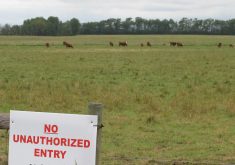 Saskatchewan Agriculture said Sept. 26 laboratory tests confirmed the disease as the cause of death in one cow and the suspected cause in the deaths of two other cattle in the same herd. | File photo