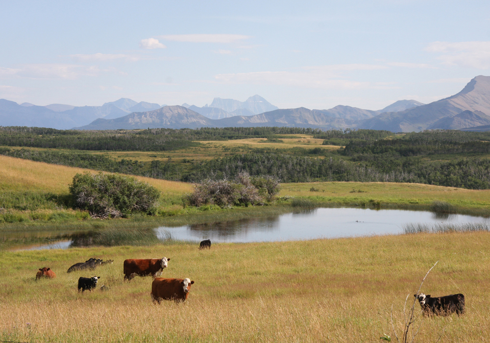 In its recently released report on the issue, “Trends in Sales of Alberta Public Lands,” the AWA reviewed more than 5,300 records of land sales between 1990 and 2022. | File photo