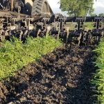 To enable between-row cultivation, all crops are planted on 22-inch row spacing with an old John Deere corn planter. | John Gehrer photo