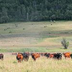 A lot of research has gone into the fertility of bulls, given their genetic importance. However, researchers at Lakeland College are trying to offer farmers deeper insight into their breeding programs by looking at the predictive analysis of heifers. | File photo