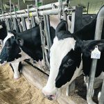 Canada’s dairy industry has committed to produce no more greenhouse gases than it consumes by 2050. | File photo