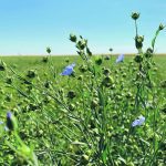 Scoular’s plant near Richardson, Sask., now has 50,000 tonnes of annual flax processing capacity. | File photo