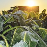 Frost can occur even when the thermometer shows temperatures above the freezing mark. In fact, research has shown ground-level frost can occur at readings even as high as 5 C. This occurs more often in spring, before the ground has warmed. | File photo