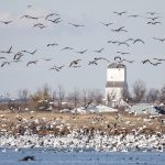 While there were few cases on the Prairies, a single instance in Warner County at a commercial operation in southern Alberta, another case in a non-commercial flock in Red Deer County, and a case in the RuralMunicipality of Maple Creek in Saskatchewan serve as reminders avian influenza is present. | File photo