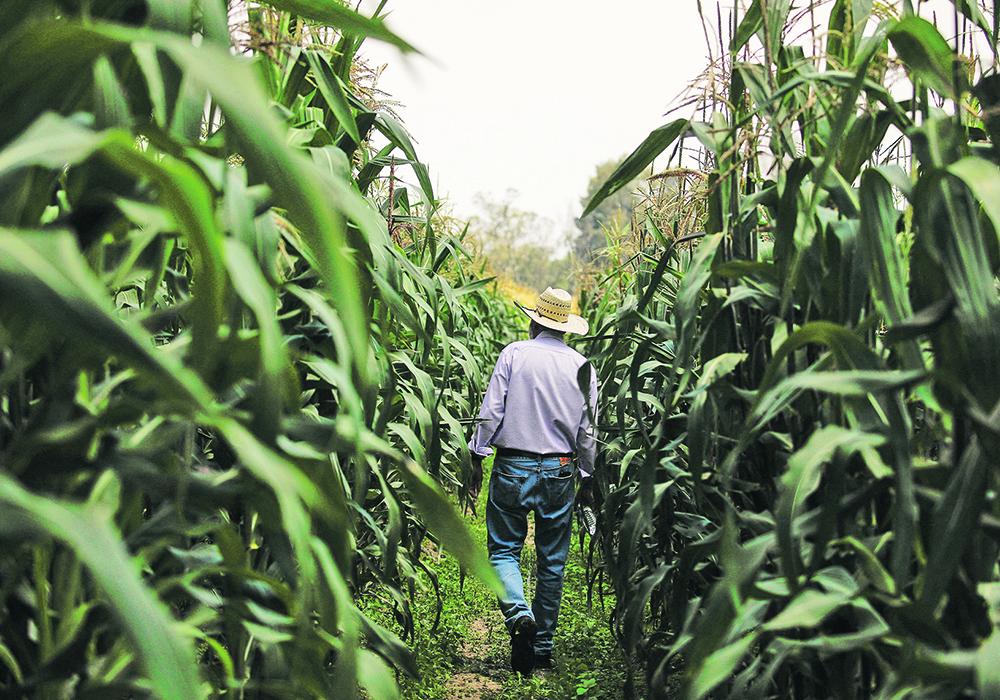 Researcher Romel Olivares walks amid corn plants at the Autonomous University of Chapingo in Texcoco, Mexico, last week. Mexico’s government wants to ban genetically modified corn for human consumption on what it says are concerns about health impacts, although many trade observers in the United States and Canada say the country is being protectionist to shield its farmers from imported corn.  |  Reuters/ Raquel Cunha photo
