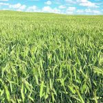 North American producers embraced hybrid rye varieties from Europe in recent years, allowing them to grow the crop with confidence. | FP Genetics photo