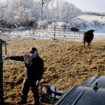 After 65 years in the industry, Terry Lerat is right at home working with and talking about cattle. | Jessica Nixon photo
