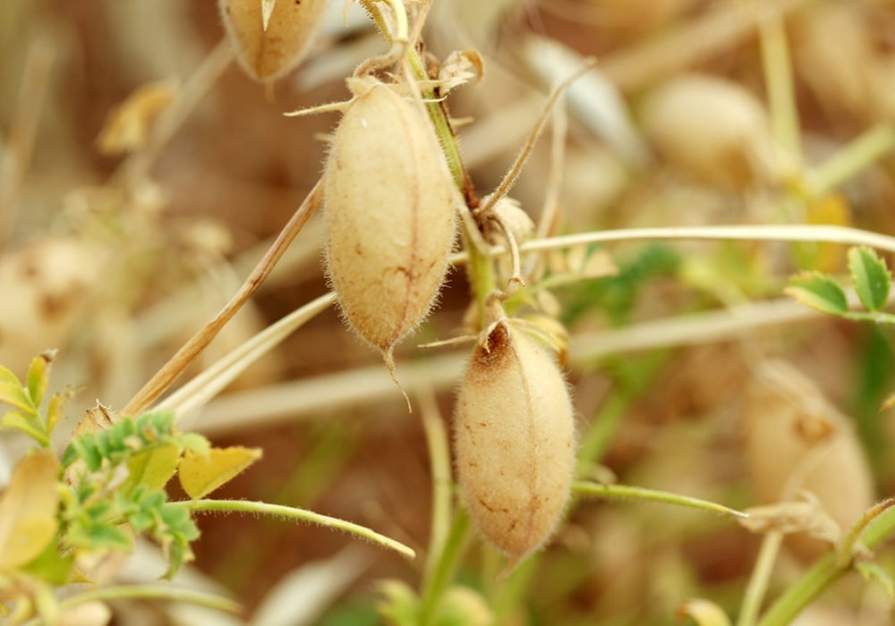 Close-up of ripe chickpeas hanging on a plant.