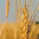 Close-up of a ripe durum plant.