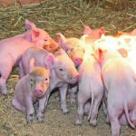 Just two veterinarians noticed the “weird” cases of piglet diarrhea that were showing up last year in a handful of herds. The cases couldn’t be attributed to the usual suspects, so the vets began doing their own research. | File photo