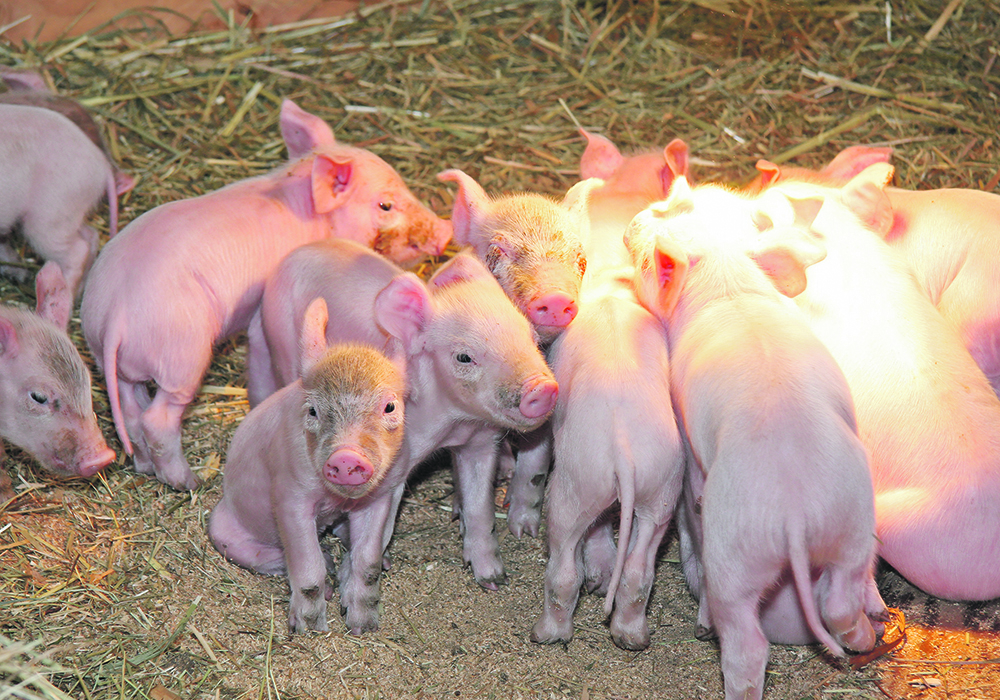 Just two veterinarians noticed the “weird” cases of piglet diarrhea that were showing up last year in a handful of herds. The cases couldn’t be attributed to the usual suspects, so the vets began doing their own research.  |  File photo