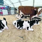 A genetics company challenged Canada’s Outdoor Farm Show attendees to pick which of these heifers a farmer would keep based on genetics, conformation and production potential to demonstrate the degree of science-based information used in dairy farm management. | Diana Martin photo