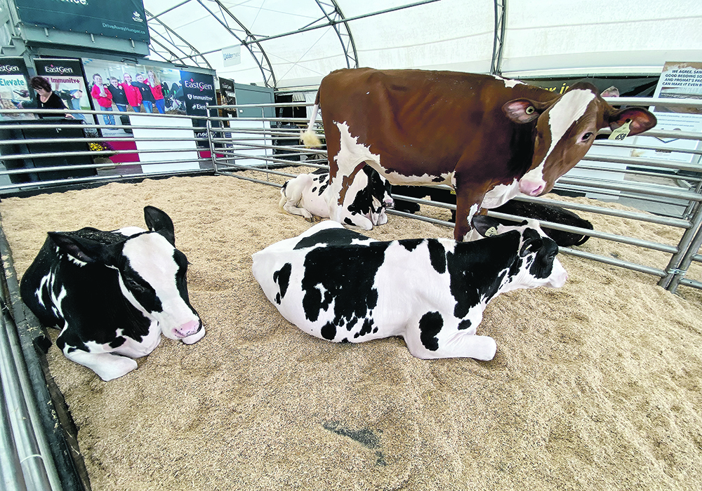 A genetics company challenged Canada’s Outdoor Farm Show attendees to pick which of these heifers a farmer would keep based on genetics, conformation and production potential to demonstrate the degree of science-based information used in dairy farm management.  |  Diana Martin photo