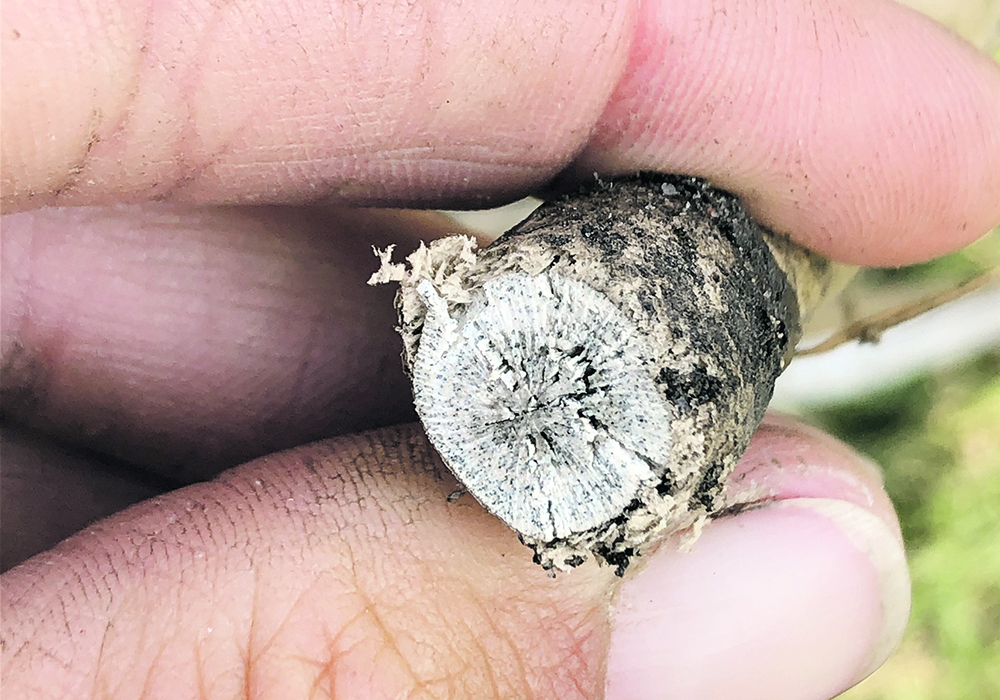 In 2022, Saskatchewan Agriculture staff discovered that verticillium stripe, a disease of canola, was commonplace in the eastern part of the province. This fall, producers in other regions have found the disease in their canola. | File photo