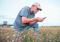 Cam Goff checks his flax crop before swathing it. He farms near Hanley, Sask., alongside his brother, Brent. | Nathan Jones photo