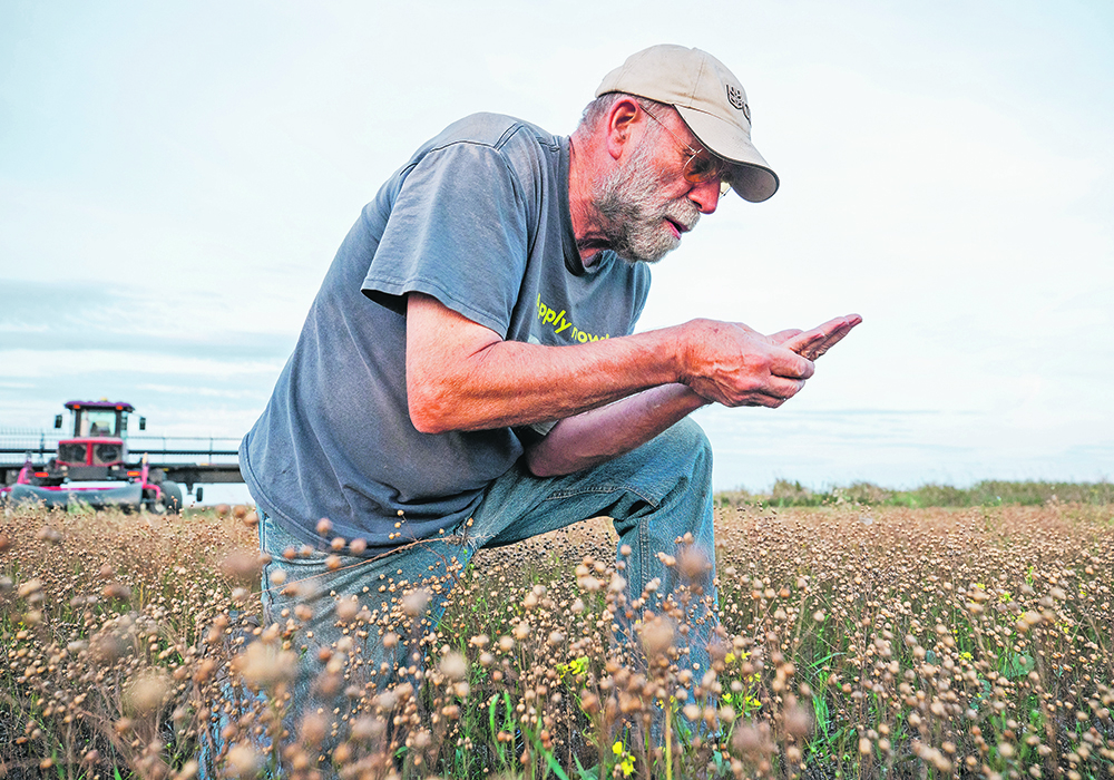Cam Goff checks his flax crop before swathing it. He farms near Hanley, Sask., alongside his brother, Brent. | Nathan Jones photo