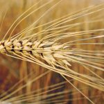 European demand for Canadian durum is expected to pick up at the end of 2023 and in the first part of 2024 once Turkish exports start to slow. | File photo