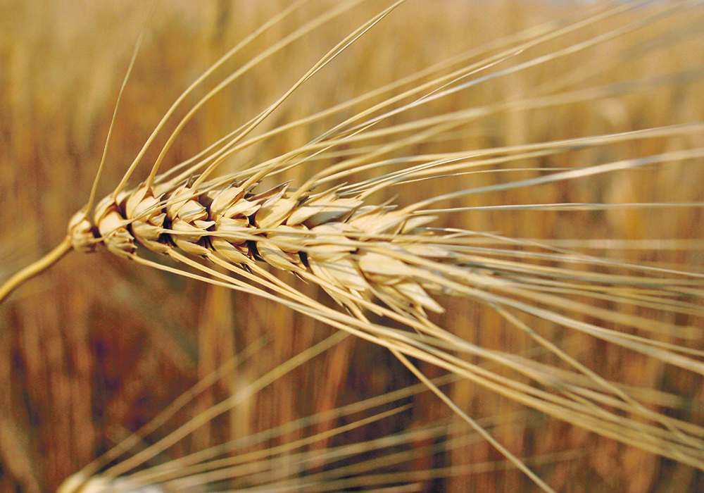 European demand for Canadian durum is expected to pick up at the end of 2023 and in the first part of 2024 once Turkish exports start to slow.  |  File photo