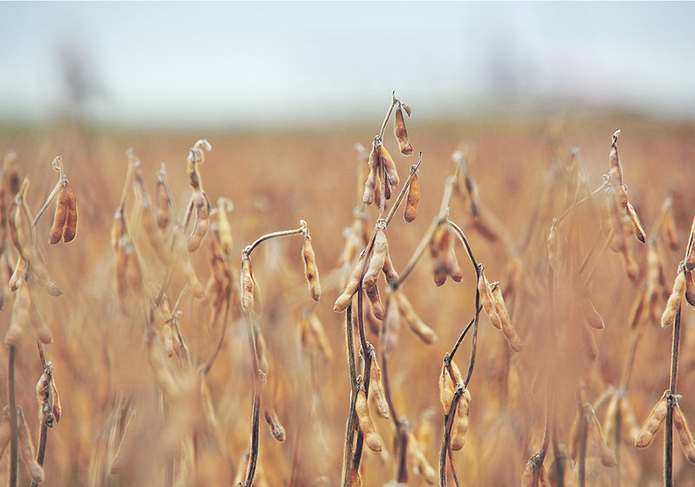 American farmers are advised to prepare for the end of peak soybean meal use in China as hog production shrinks and the economy falters.  |  File photo