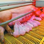 The Sept. 28 U.S. Department of Agriculture’s Hogs and Pigs report found that American hog producers were keeping alive more piglets per litter, which means farrowings in coming months could bring more pigs than expected. | File photo