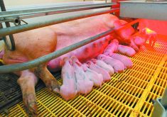 The Sept. 28 U.S. Department of Agriculture’s Hogs and Pigs report found that American hog producers were keeping alive more piglets per litter, which means farrowings in coming months could bring more pigs than expected. | File photo