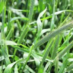 Hybrid rye has become dominant on the eastern Prairies, while open pollinated varieties continue to hold sway in southern Alberta and the foothills. | File photo