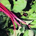 Fresh rhubarb was abundant during the drought years. Stewed rhubarb was the easiest way to serve it, but some family members, especially the children, grew tired of this. Other serving ideas were steamed rhubarb bread pudding, a rhubarb sponge or a cool rhubarb juice drink. | Betty Ann Deobald photo